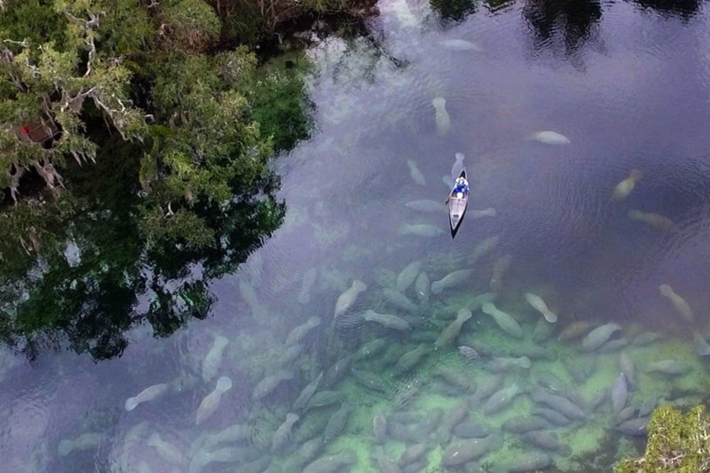 Manatees at Blue Spring State Park
