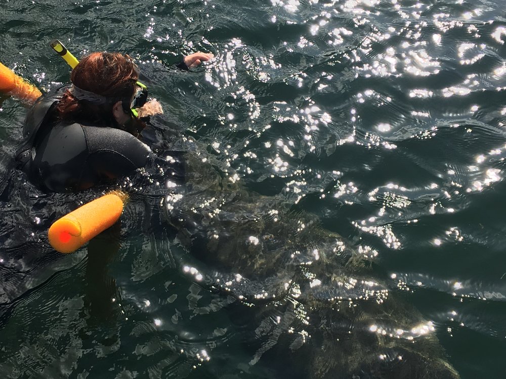 Manatee at the Crystal River National Wildlife Refuge