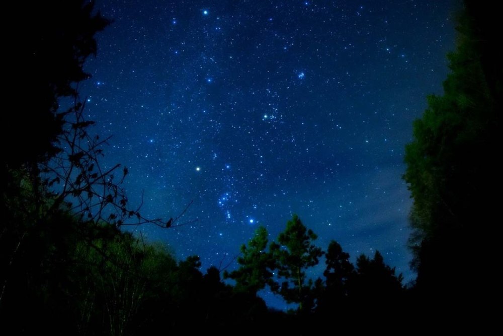  Trải Nghiệm Ngắm Sao Trong Rừng Đêm Ở Đảo Iriomote Hoặc Ishigaki 