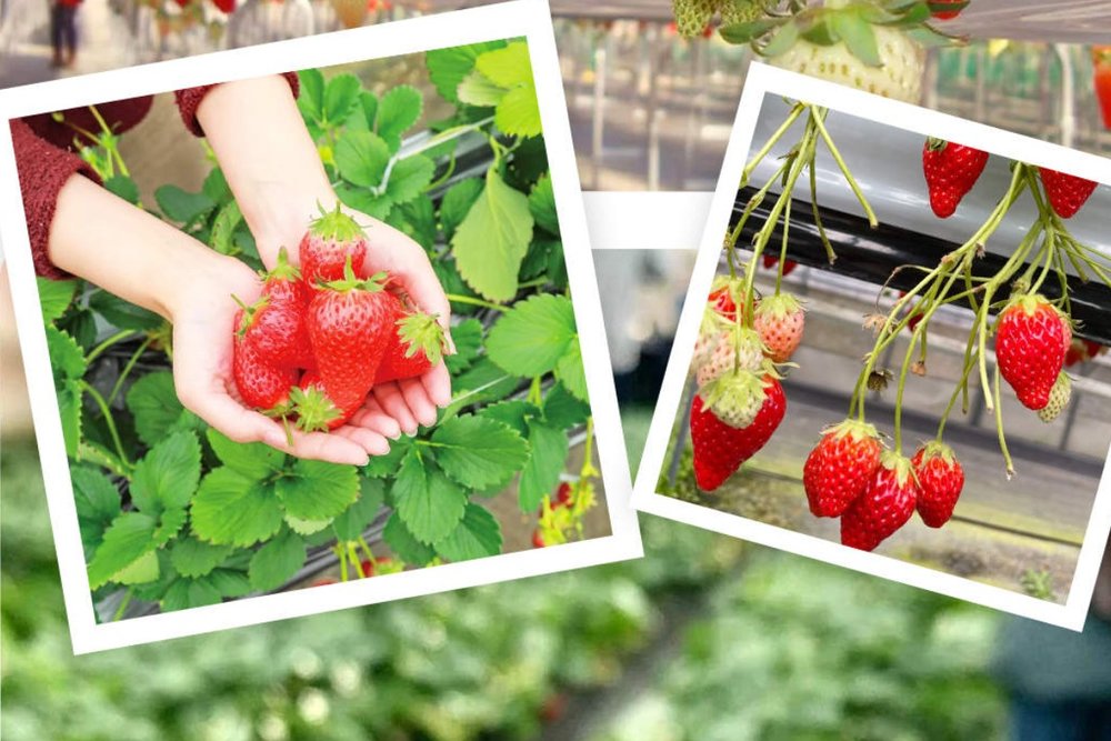 Tận Hưởng "Combo" Xuân Ngọt Ngào: Hái Dâu Tây Izu, Tắm Khoáng Shuzenji Và Ngắm Anh Đào Kawazu Nở Sớm