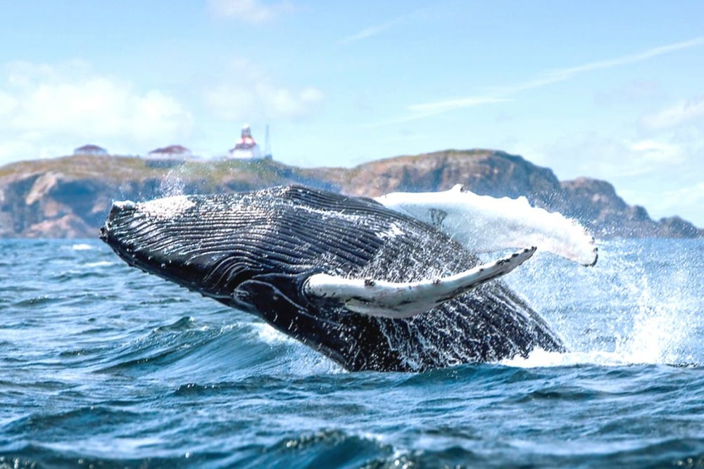 Trải Nghiệm Ngắm Cá Voi Ở Okinawa 