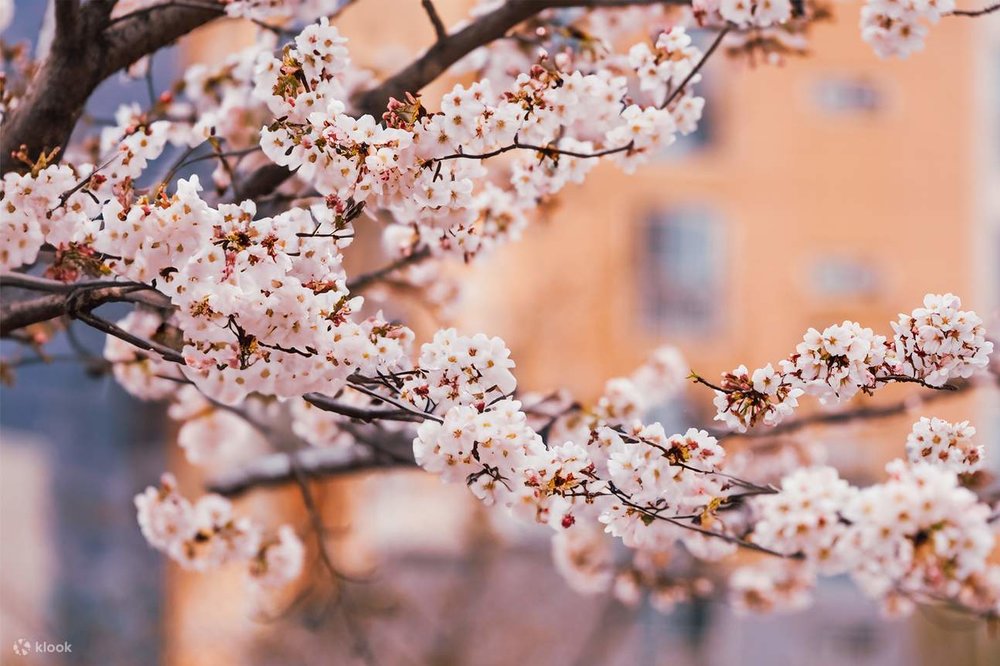 Công Viên Suối Oncheon Ở Busan