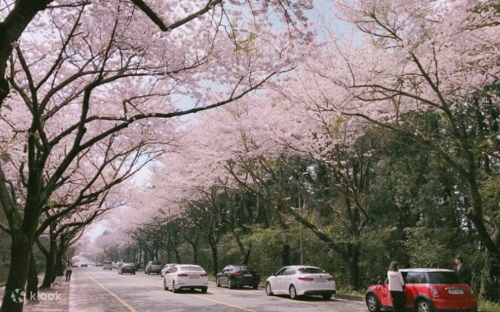 Lễ Hội Hoa Anh Đào Seogwipo - Jeju 