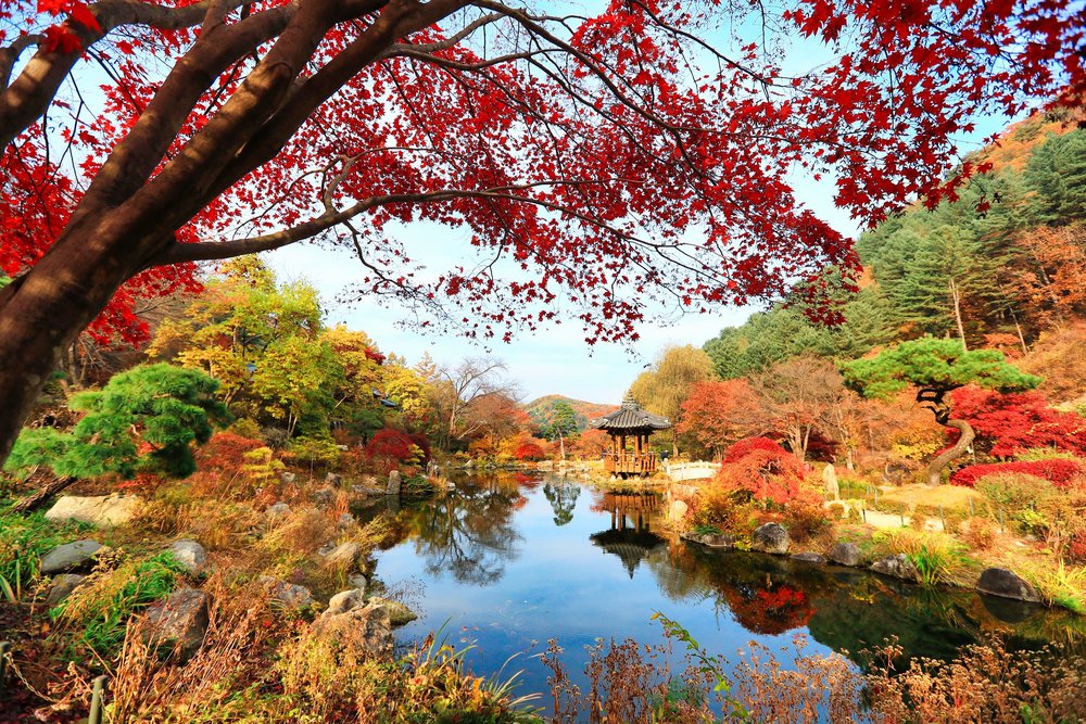 Garden of Morning Calm at Nami Island  | Photo Credit: Klook