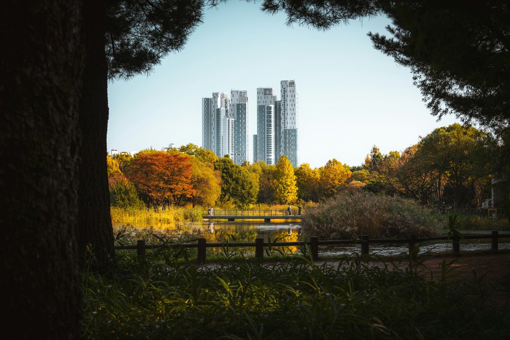 Seoul Forest | Photo Credit: Tobias Reich on Unsplash