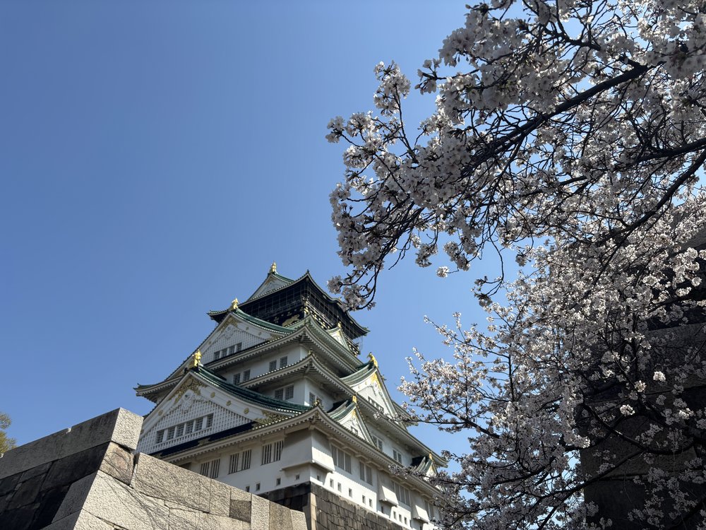 Osaka Castle surrounded by cherry blossoms under a clear blue sky