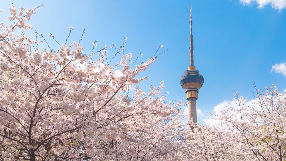 hoa-anh-dao-trung-quoc