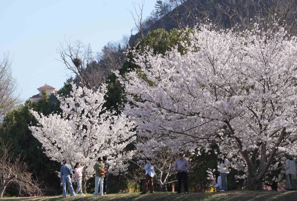 Công Viên Long Vương Đàm, Đại Liên (龙王塘樱花园)