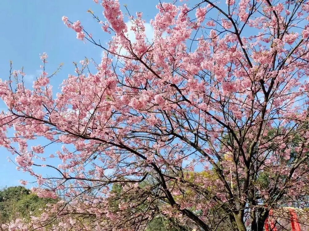 Công Viên Thập Lý Hoa Anh Đào - Trùng Khánh