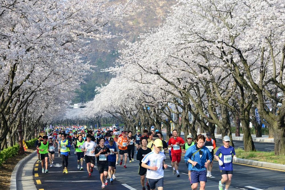 Gyeongju Cherry Blossom Marathon