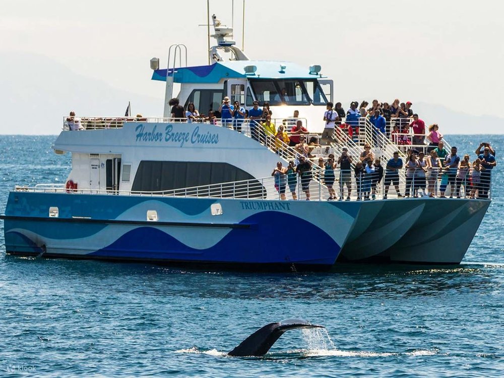 See whales and Dolphins at West Harbor! 