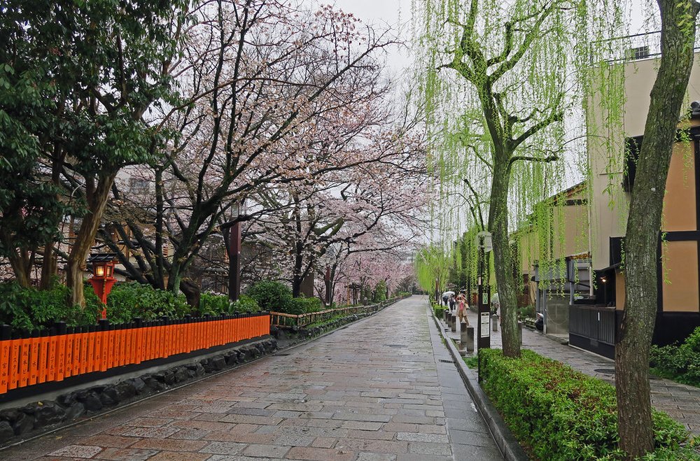 Cherry blossoms in Shimbashi Street