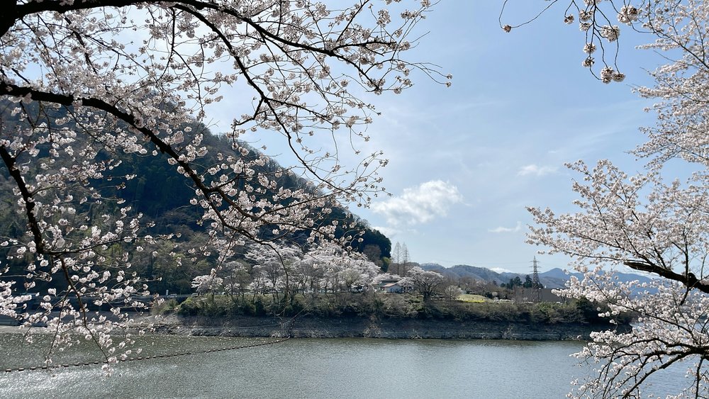 View of cherry blossoms overlooking a lake