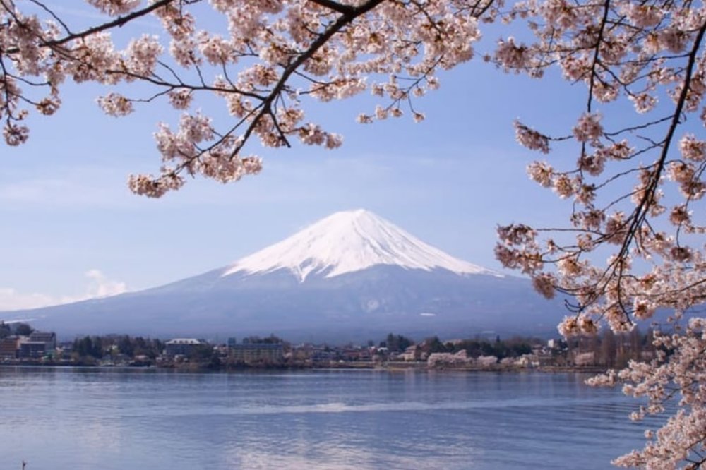 Cherry blossoms blooming with Mount Fuji in the background.