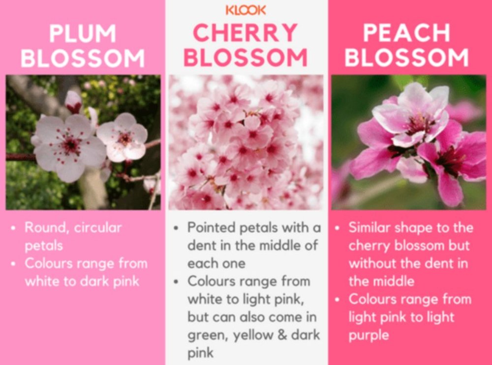 The differences between plum blossoms, cherry blossoms, and peach blossoms.