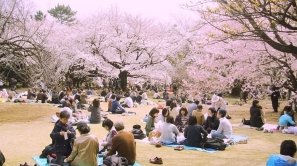 Groups of people sitting under cherry blossoms and enjoying hanami.
