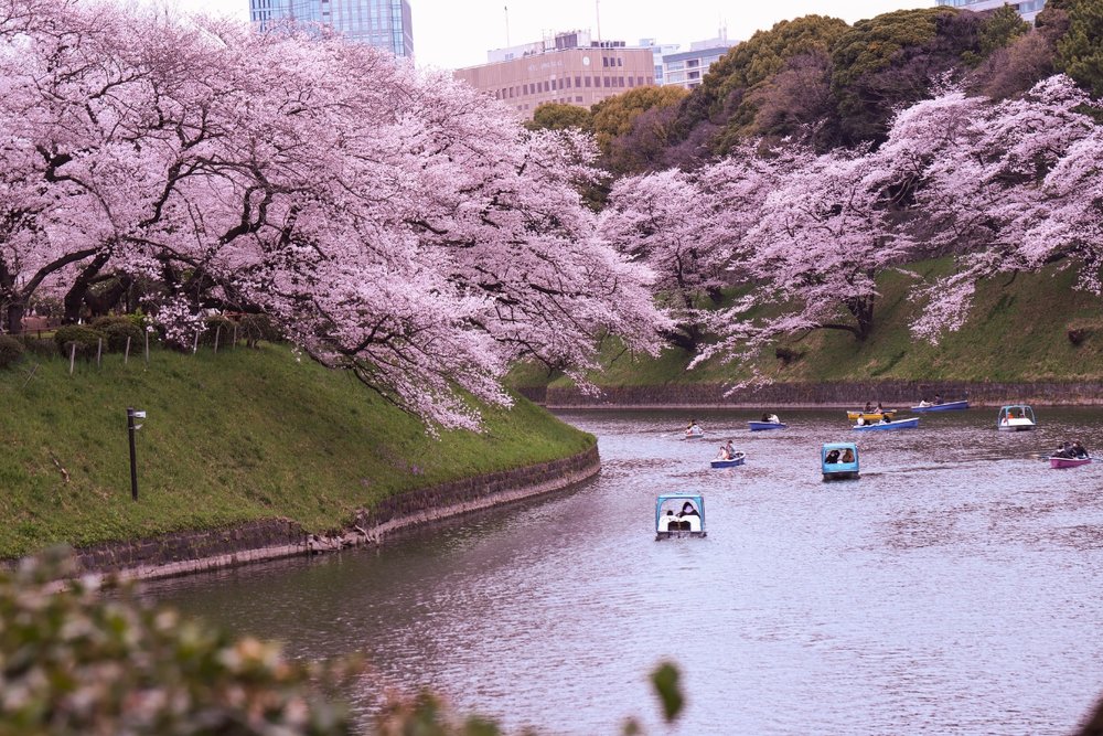 Hào Chidorigafuchi: Thả Thuyền Trôi Giữa Rừng Hoa Anh Đào