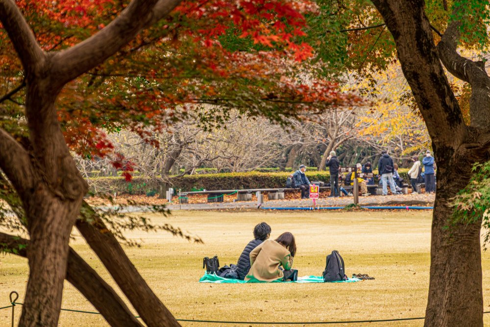 Vườn Quốc Gia Shinjuku Gyoen: Picnic Lãng Mạn Giữa Lòng Đô Thị