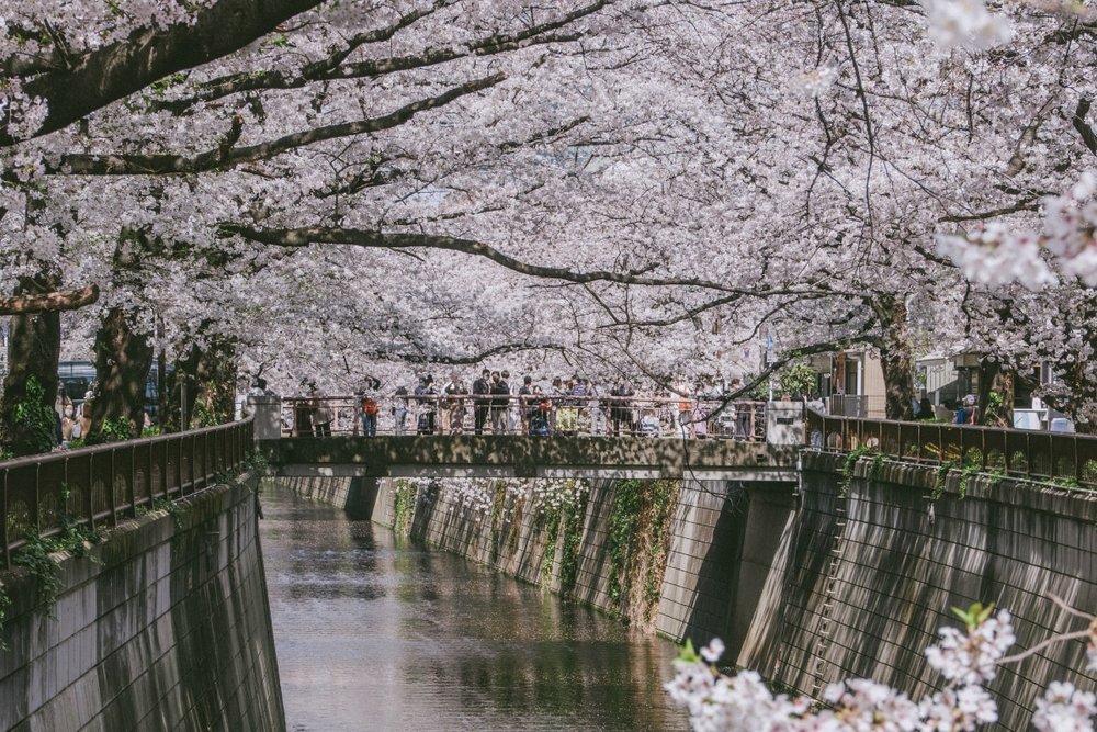 Nakameguro: Lãng Mạn Bên Dòng Kênh Nhỏ