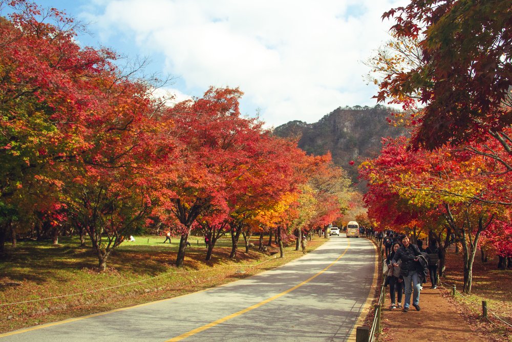 Autumn Fall Foliage in Seoul 