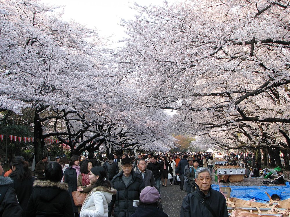 Crowds enjoying cherry blossoms at Ueno Park Tokyo
