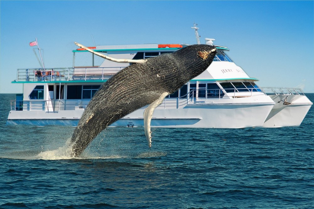 You might catch a whale breaching during your whale watching tour!
