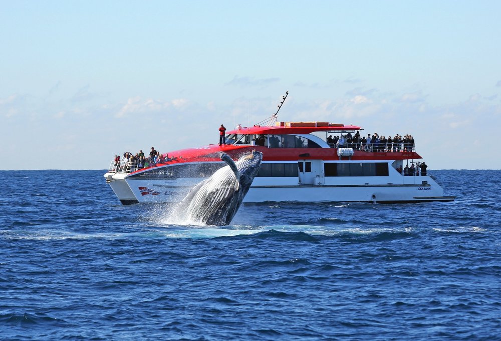 Bring your cameras to capture some whales!