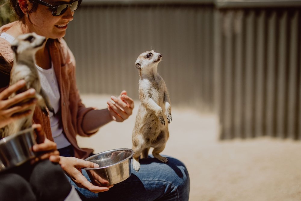 Visitor feeding a meerkat at Hunter Valley Wildlife Park during a close-up animal experience