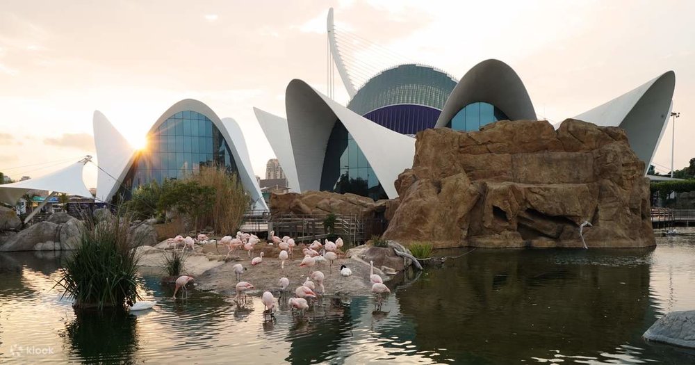 Flamingos in Oceanogràfic València