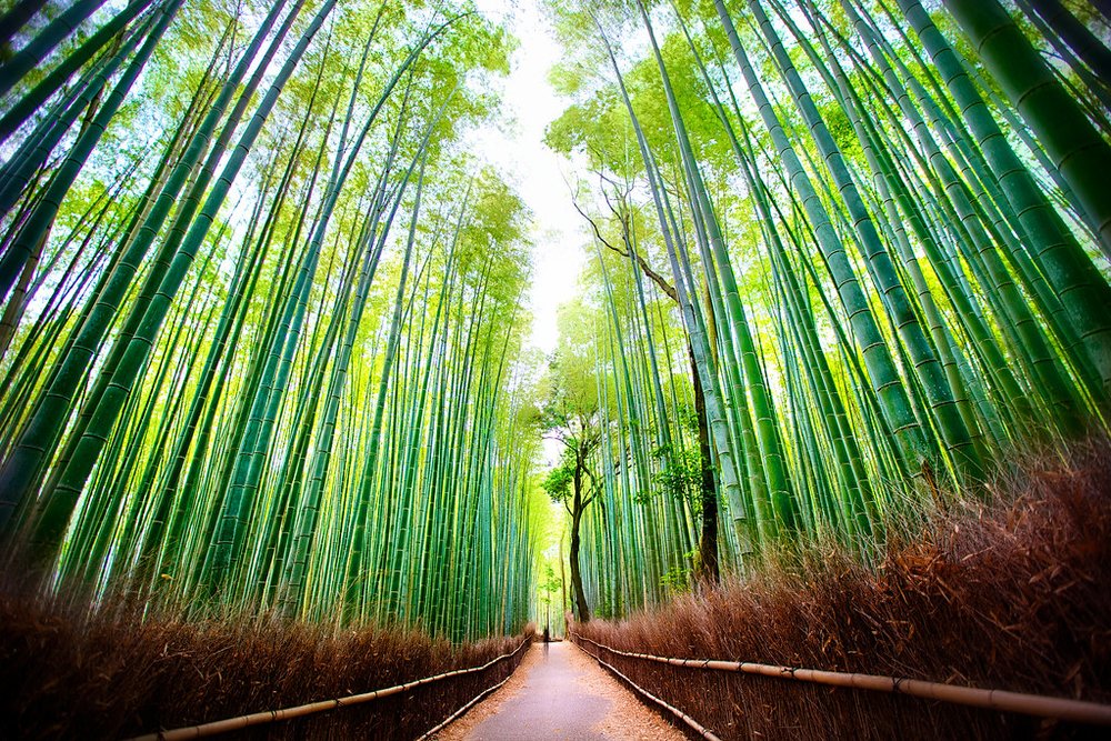Arashiyama Bamboo Forest | Photo Credit: Flickr