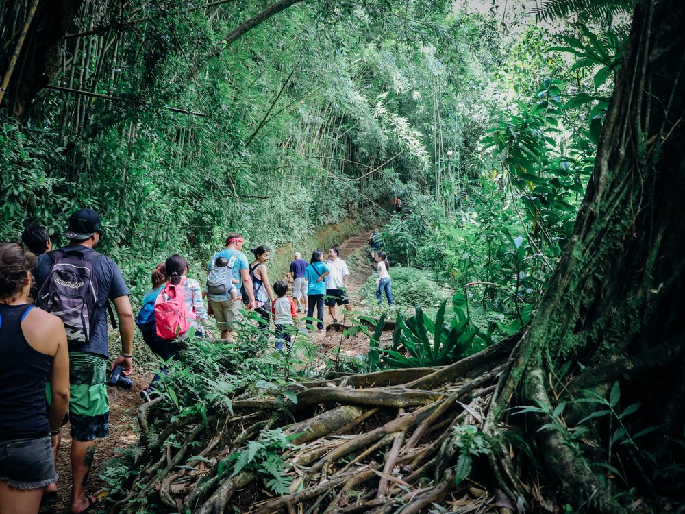 Hikers walking along the tropical Manoa Falls Trail, a popular nature hike in Honolulu.