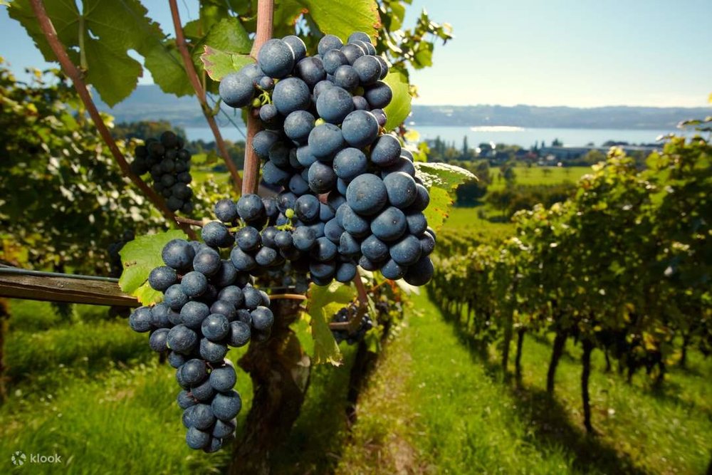 Vineyards and grapes at Bordeaux, a famous wine region in France.