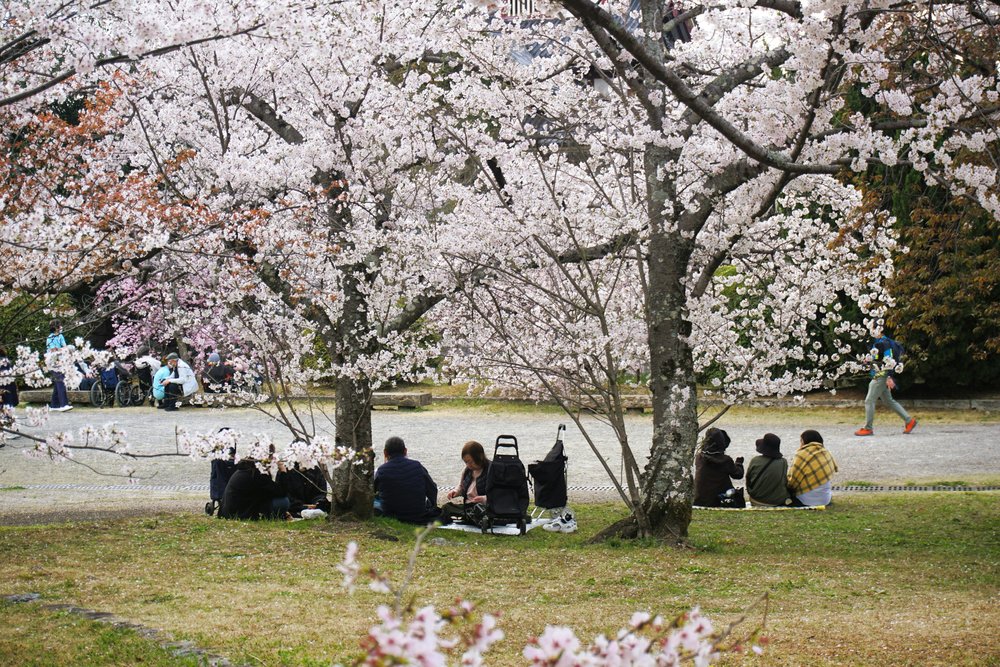 It’s a tradition for locals to enjoy the sakura season 