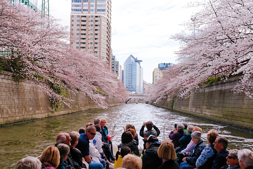 Take a breathtaking river cruise to see the cherry blossoms