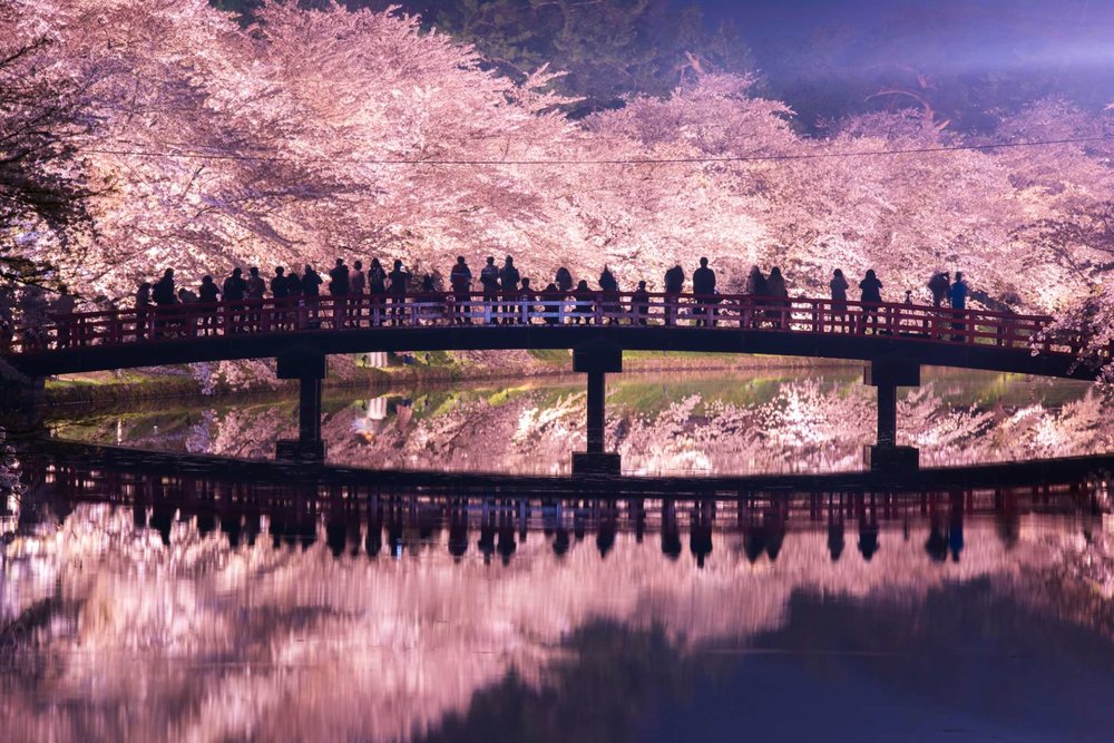 Cherry blossoms glow at night in the Hirosaki castle in Aomori Prefecture