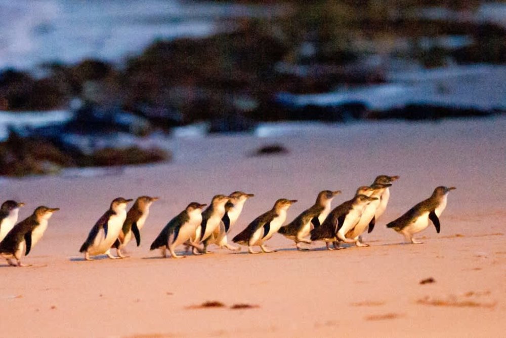 Little penguins walking across the sand at Phillip Island