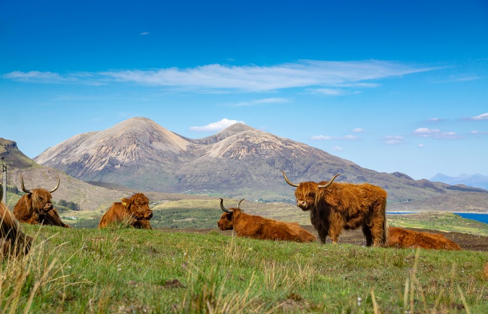 Highland cows grazing in the Isle of Skye with mountains in the background | Photo Credit: Piotr Musioł on Unsplash