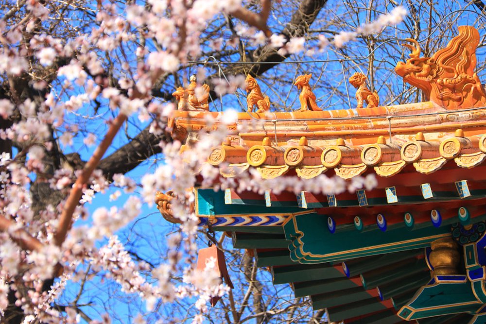 Sáng (08:00-11:30) - Ngắm Hoa Tại Thiên An Môn Và Tử Cấm Thành