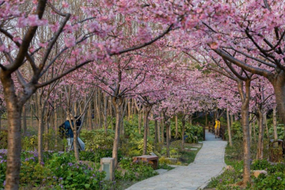 Chiều (13:00-15:00) - Công Viên Cảnh Sơn: Ngắm Hoa Anh Đào Và Toàn Cảnh Tử Cấm Thành