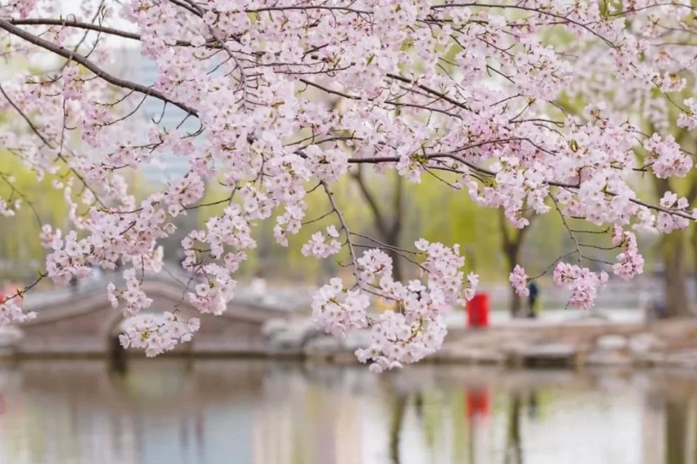 Chiều Muộn (15:00-17:00) - Yuyuantan: Thiên Đường Hoa Anh Đào Tại Bắc Kinh