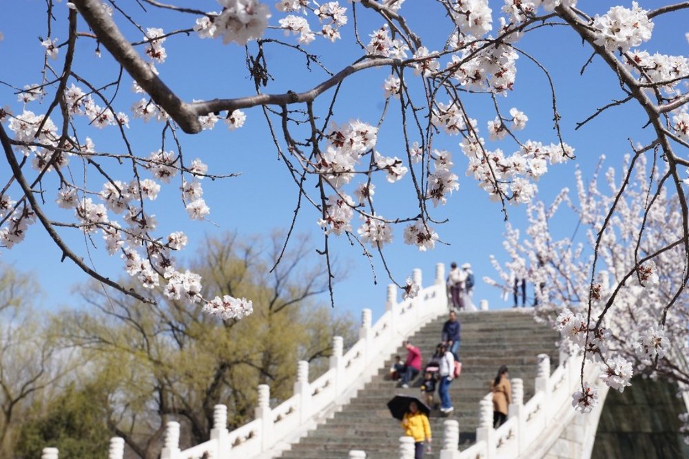 Sáng (09:00-12:30) - Đến Di Hòa Viên Nổi Tiếng Ngắm Hoa Anh Đào