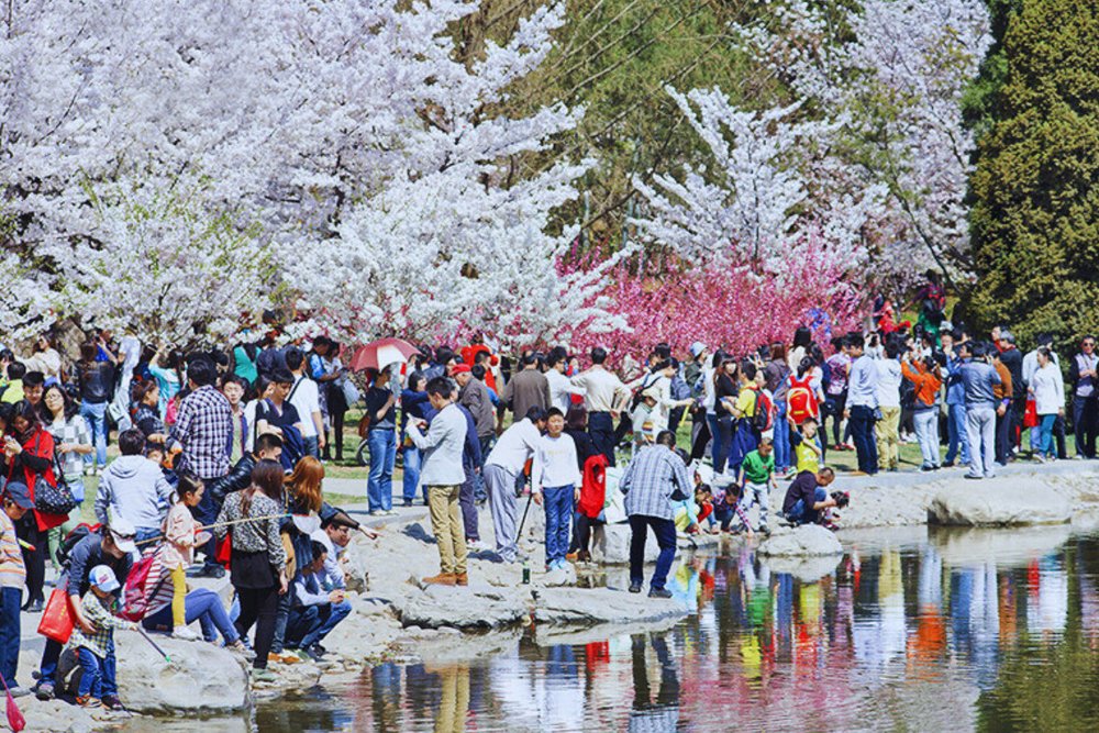 Chiều (14:00-16:30) - Thư Giãn Và Ngắm Hoa Anh Đào Ở Công Viên Bắc Hải