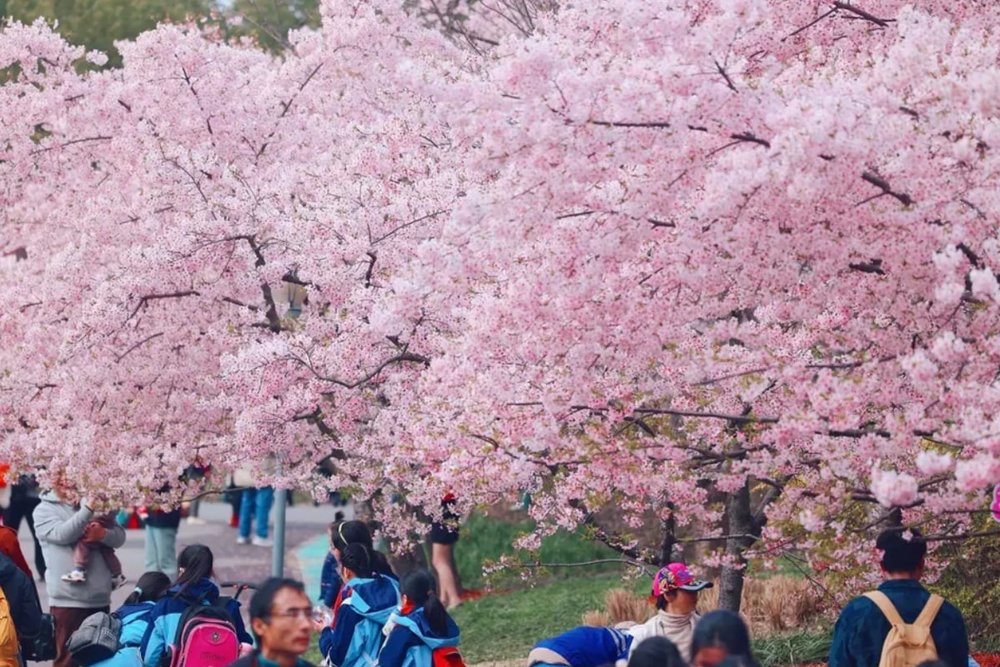 Chiều (14:00-16:30) - Thư Giãn Và Ngắm Hoa Anh Đào Ở Công Viên Bắc Hải