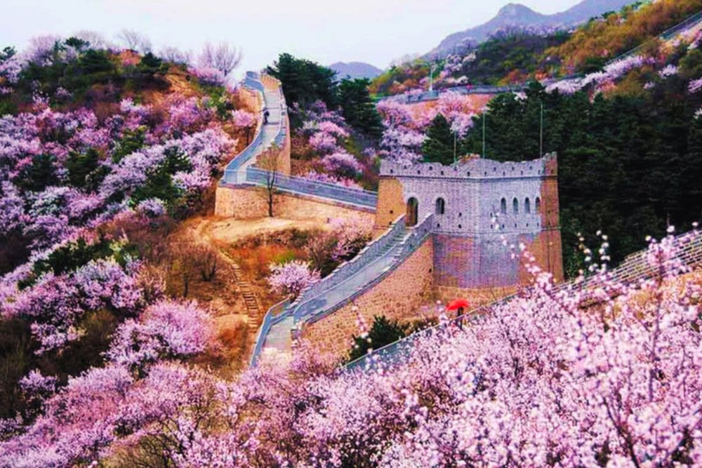 Mẹo Tham Quan Bắc Kinh Vào Mùa Hoa Anh Đào