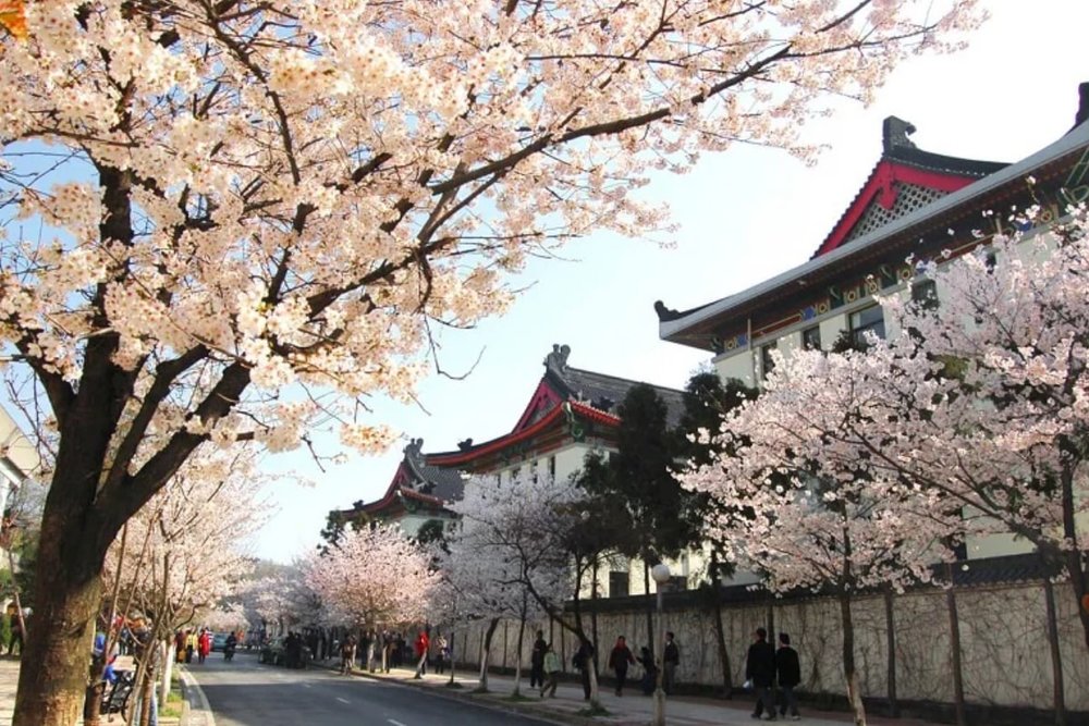 Mẹo Tham Quan Bắc Kinh Vào Mùa Hoa Anh Đào