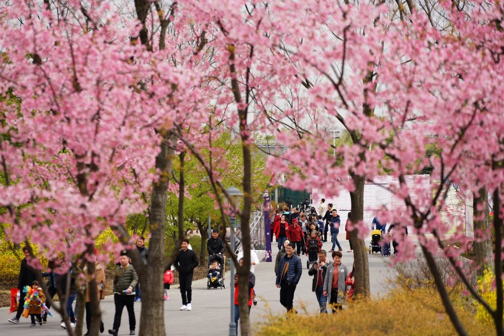 Công Viên Gucun - Thiên Đường Hoa Anh Đào Lớn Nhất Thượng Hải