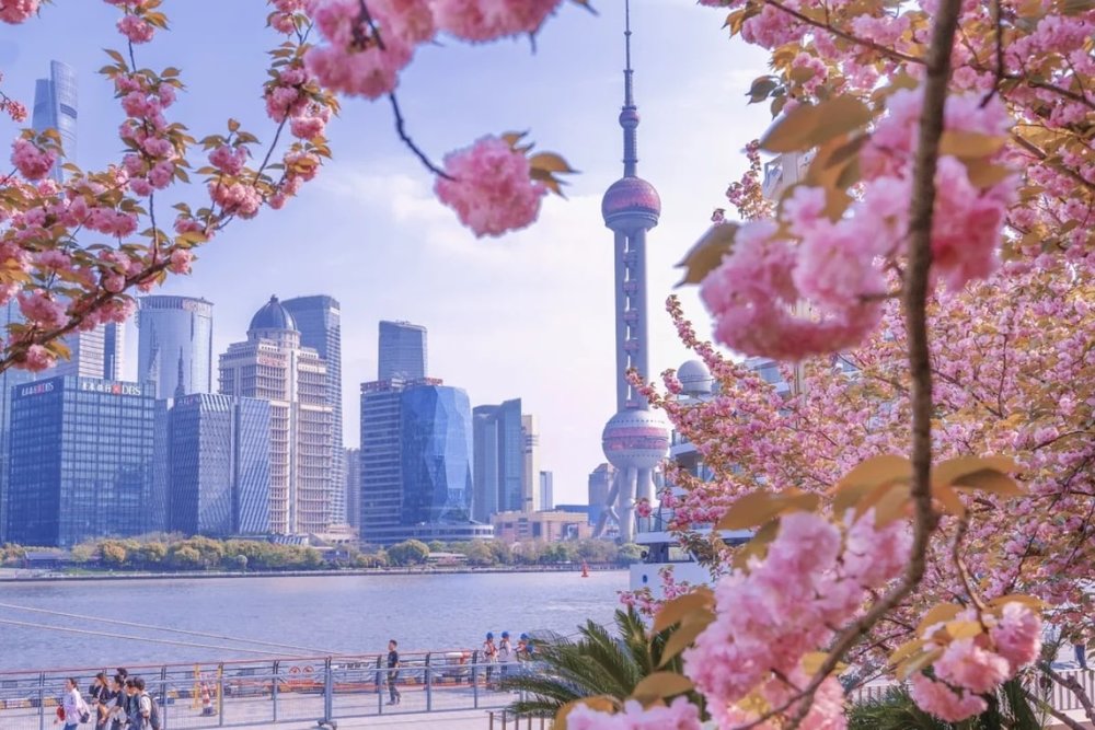 North Bund - Ngắm Sakura Giữa Skyline Hiện Đại Thượng Hải