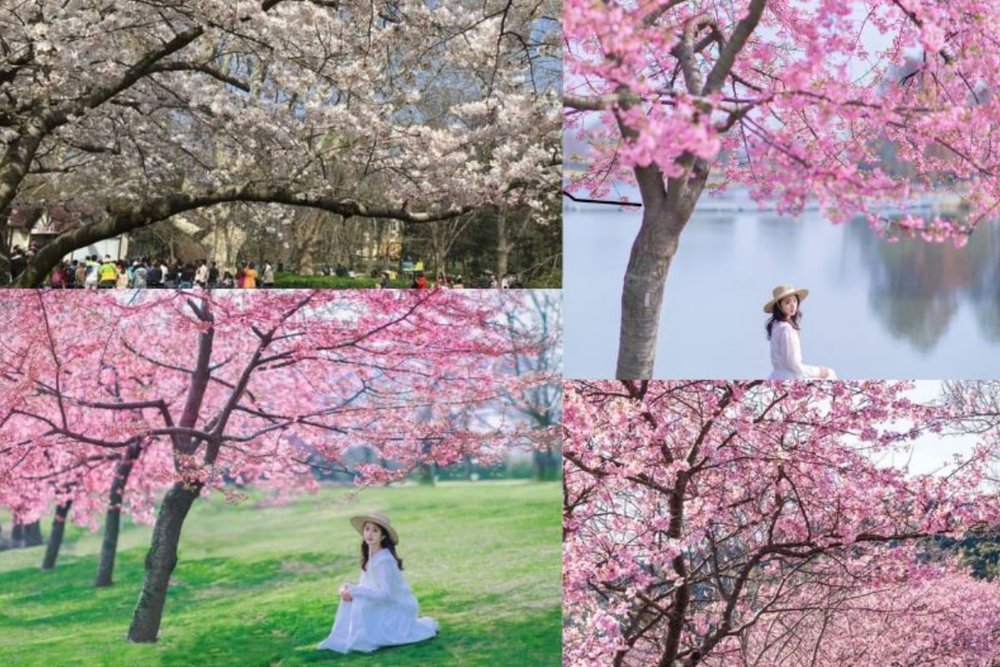 Vườn Thực Vật Chenshan - Mùa Hoa Kéo Dài Với Trải Nghiệm Độc Đáo