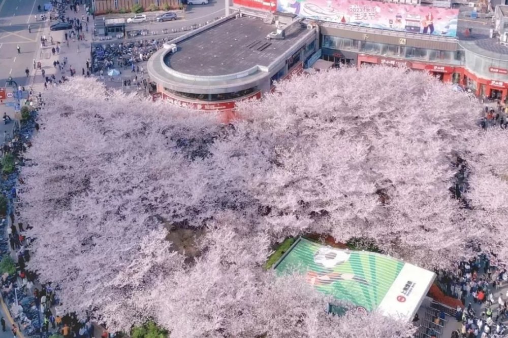 Sân Vận Động Bóng Đá Hongkou - Hành Lang Sakura Giữa Lòng Đô Thị