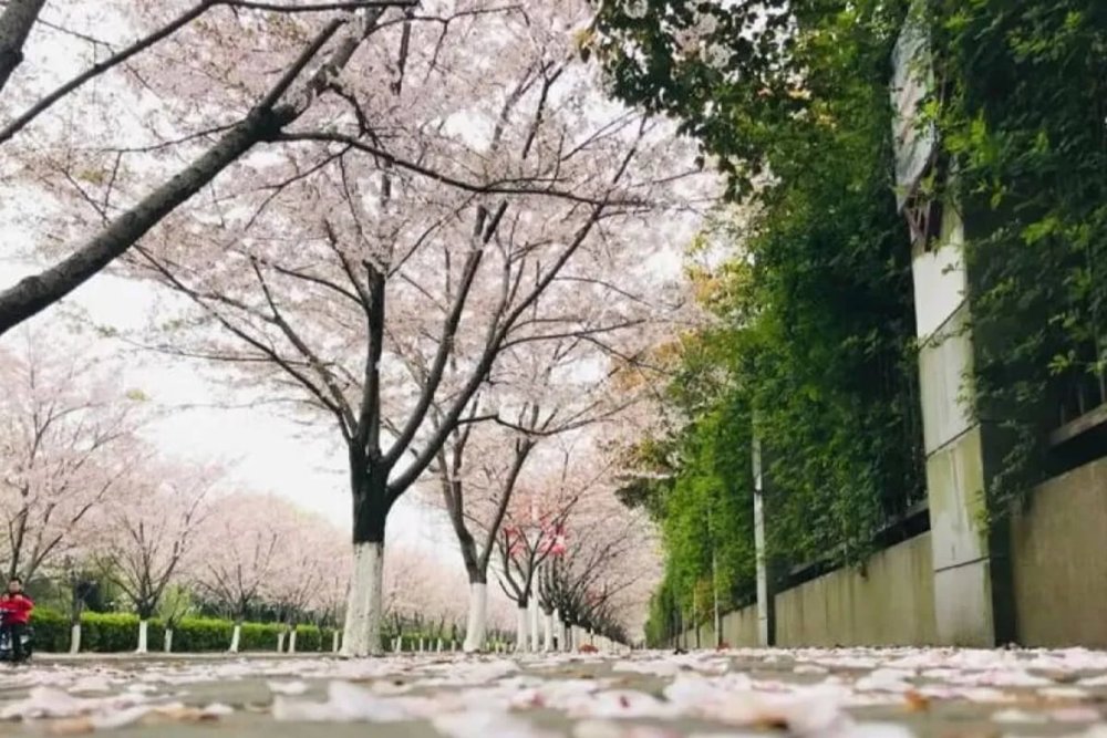 Công Viên Thể Thao Minhang - Lối Đi Ngập Sắc Hoa Cho Gia Đình